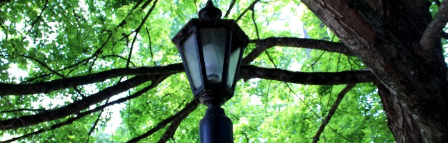 Campus lamppost beneath tree cover.